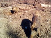 Divlje_svinje_gater_Klanac-1