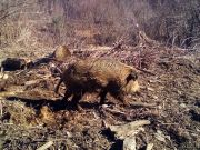 Divlje_svinje_gater_Klanac-3