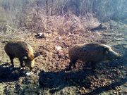 Divlje_svinje_gater_Klanac-4