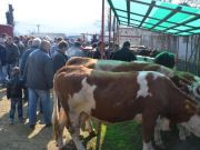 sajam-Cetingrad-2015-18