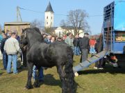 sajam-Cetingrad-2015-22