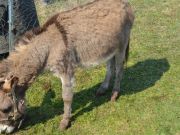 sajam-Cetingrad-2015-24