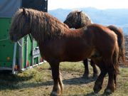 sajam-Cetingrad-2015-25