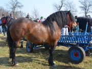 sajam-Cetingrad-2015-26