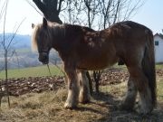 sajam-Cetingrad-2015-27