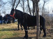 sajam-Cetingrad-2015-28