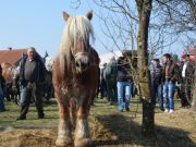 sajam-Cetingrad-2015-30