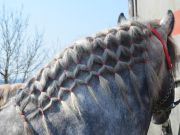 sajam-Cetingrad-2015-33