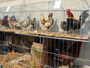 sajam-Cetingrad-2015-35