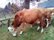 Josipovo_Cetingrad_2017_04