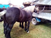 Josipovo_Cetingrad_2017_08