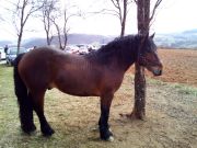 Josipovo_Cetingrad_2017_14