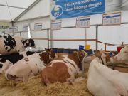 Sajam-Komenda-2018-74