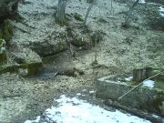 Mala-zivica-Korita-1